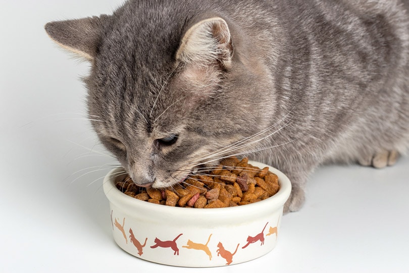 Tips to Start Your Own Pet Food Store