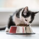 Tips to Start Your Own Pet Food Store