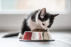 Tips to Start Your Own Pet Food Store