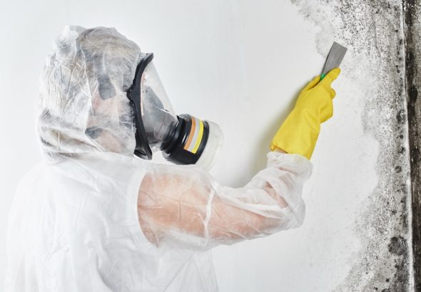 Mold Removal