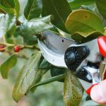 Situations where tree services by Urban Timber Tree Services prevent property damage