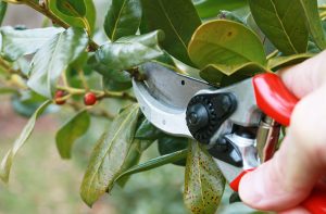 Situations where tree services by Urban Timber Tree Services prevent property damage